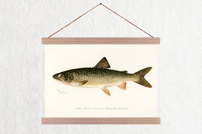 Lake Trout