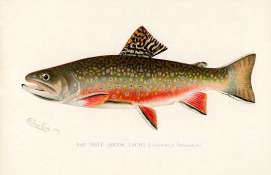 Male Brook Trout