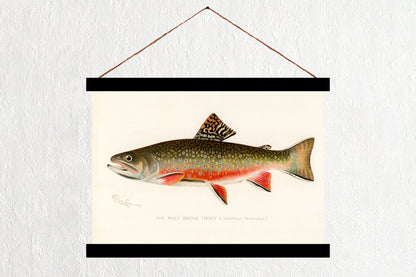 Male Brook Trout