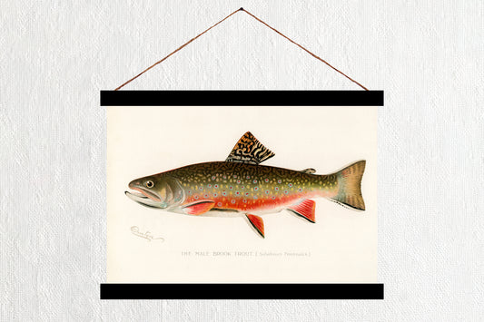 Male Brook Trout
