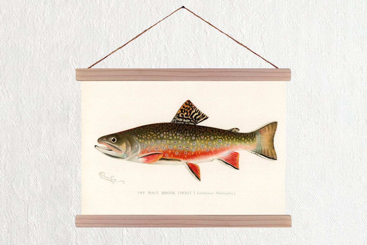 Male Brook Trout