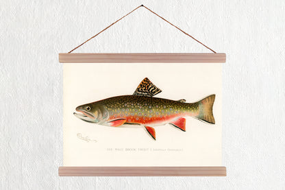 Male Brook Trout