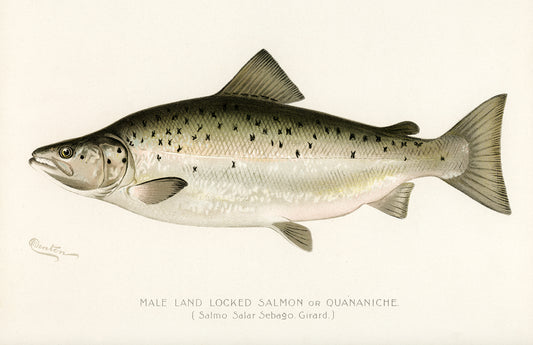 Male Land Locked Salmon