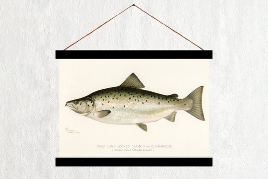 Male Land Locked Salmon