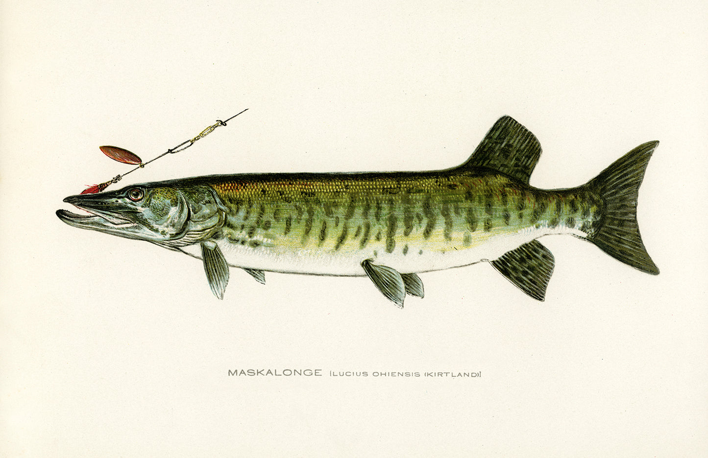 Muskie