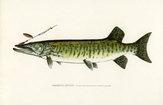 Muskie