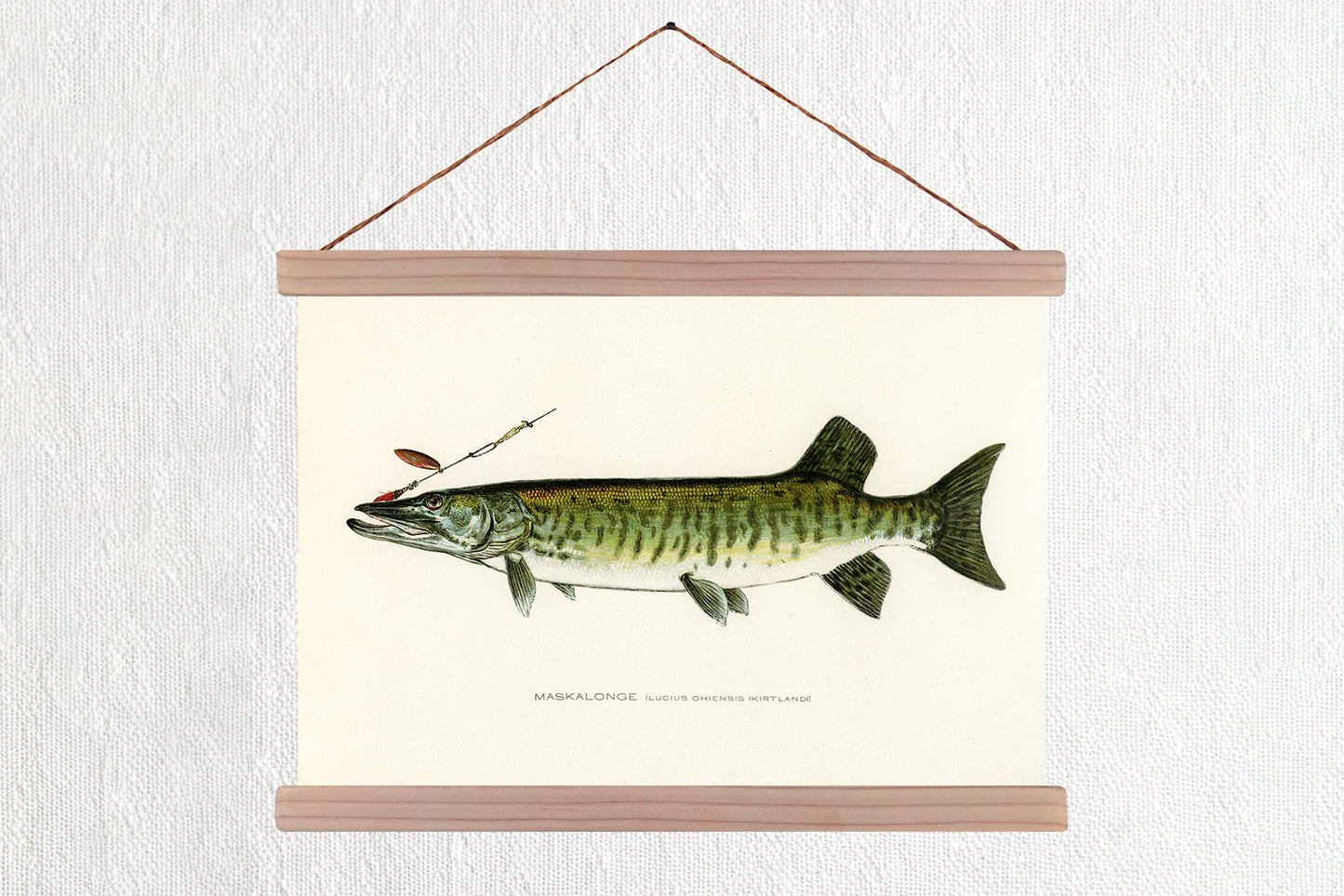 Muskie