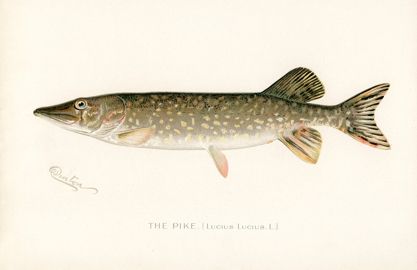 Pike