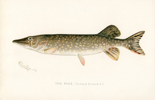 Pike