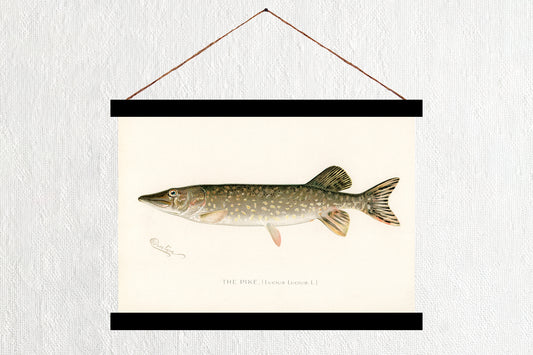 Pike