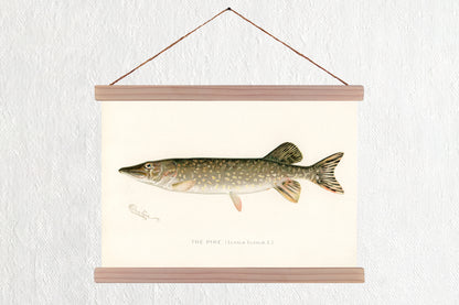 Pike