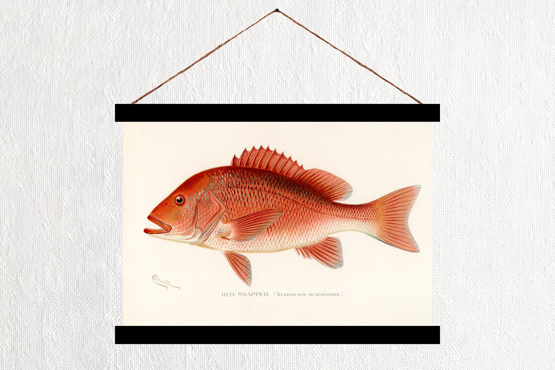 Red Snapper – The Pink Rambler