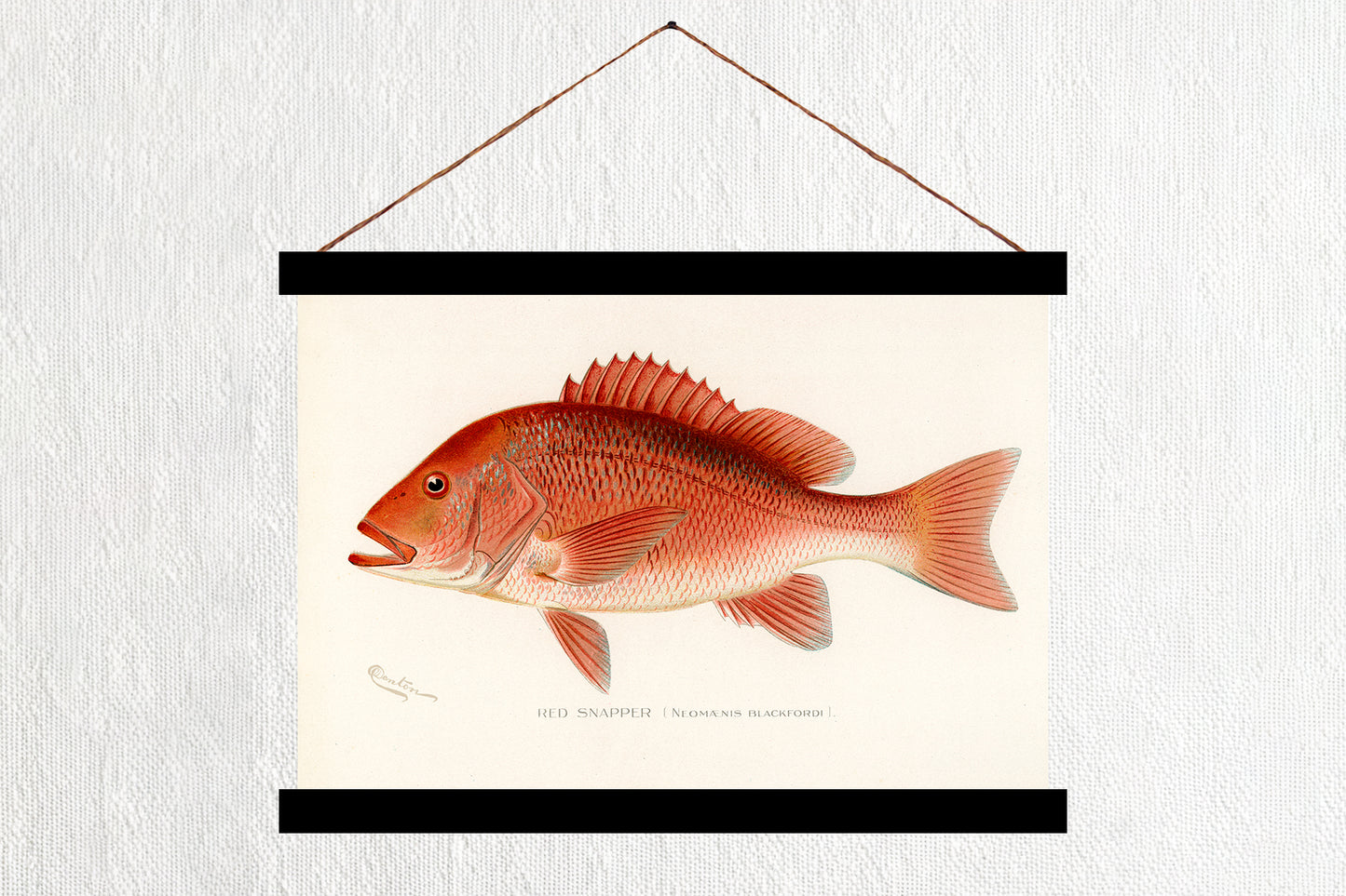Red Snapper