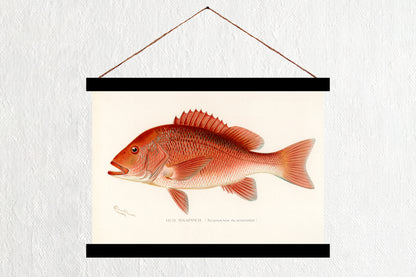 Red Snapper