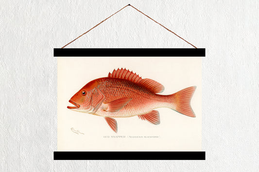 Red Snapper