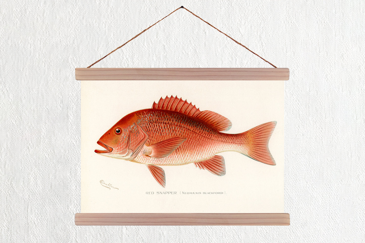 Red Snapper