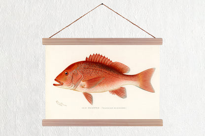 Red Snapper