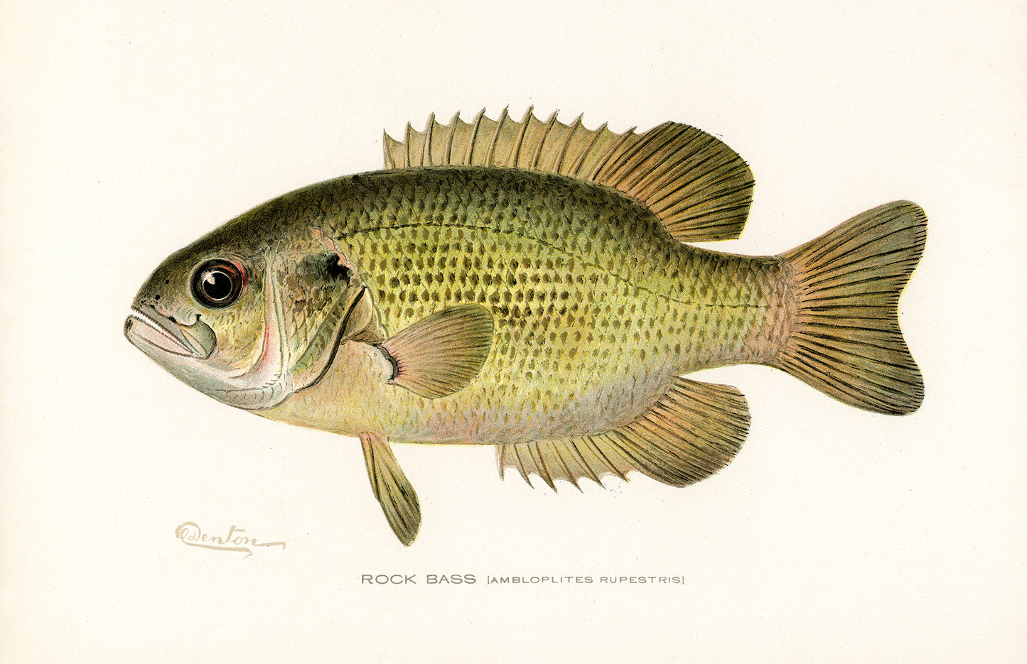 Rock Bass