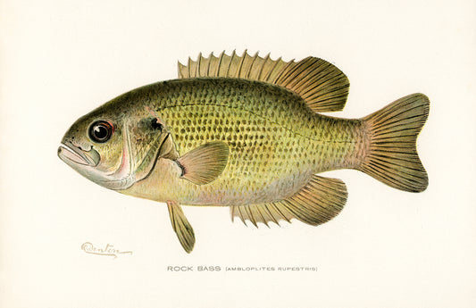Rock Bass