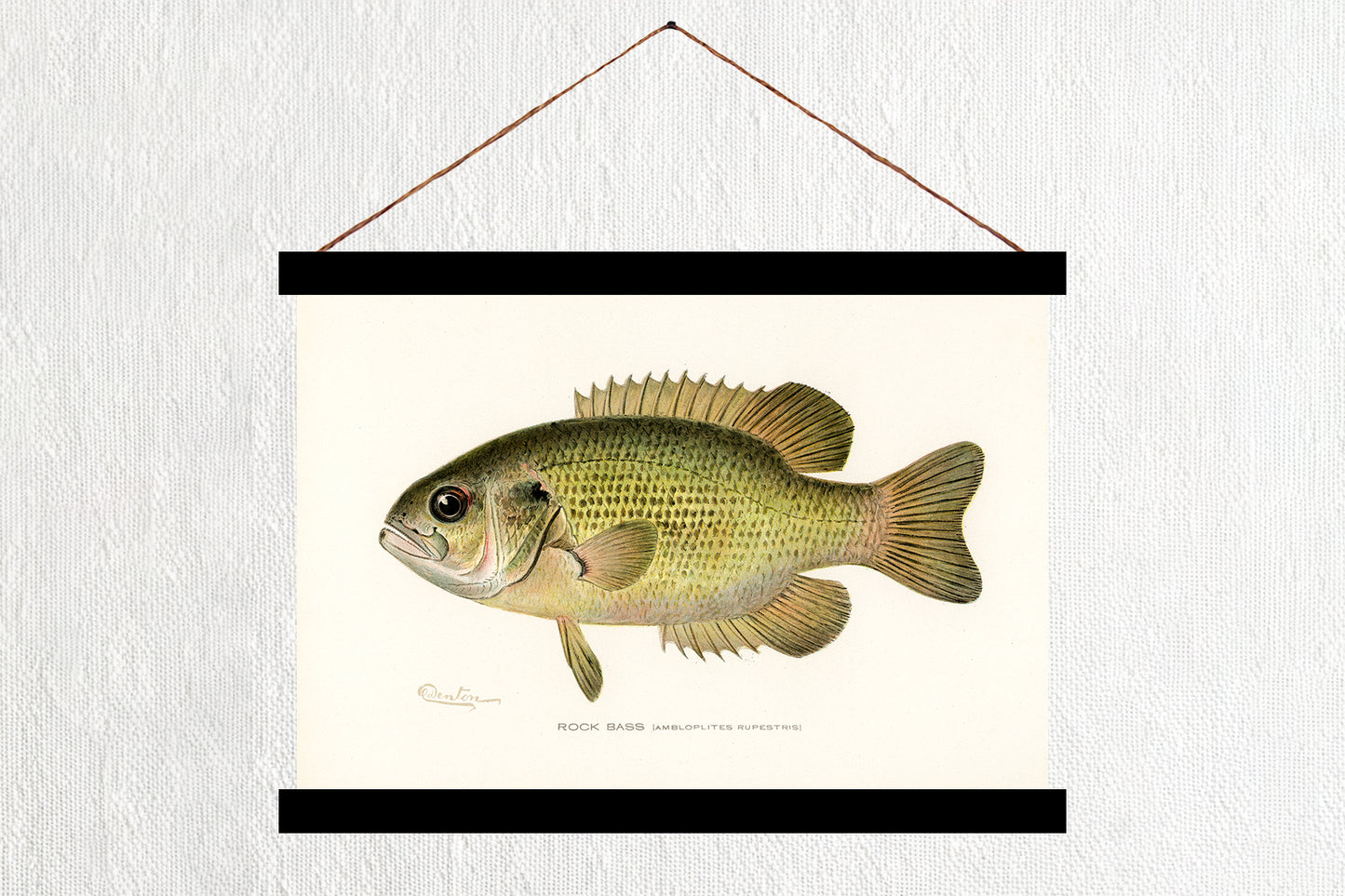Rock Bass