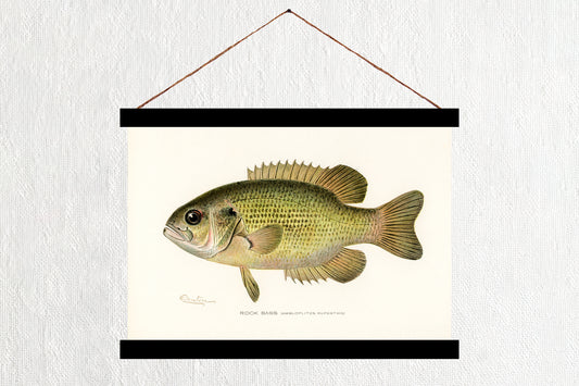 Rock Bass