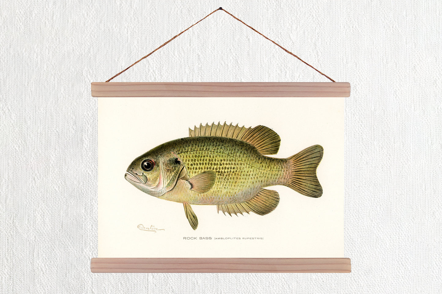 Rock Bass