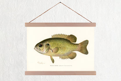 Rock Bass