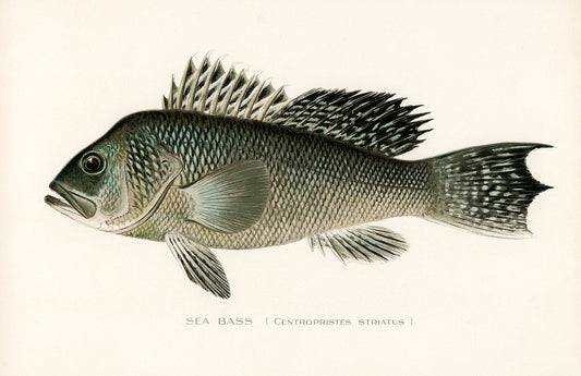 Sea Bass
