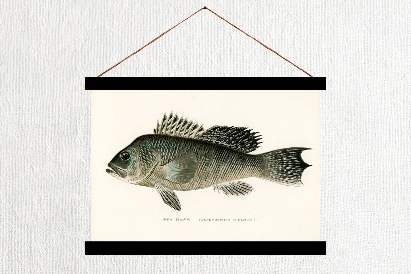 Sea Bass