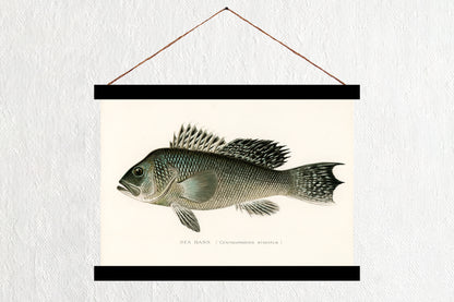Sea Bass
