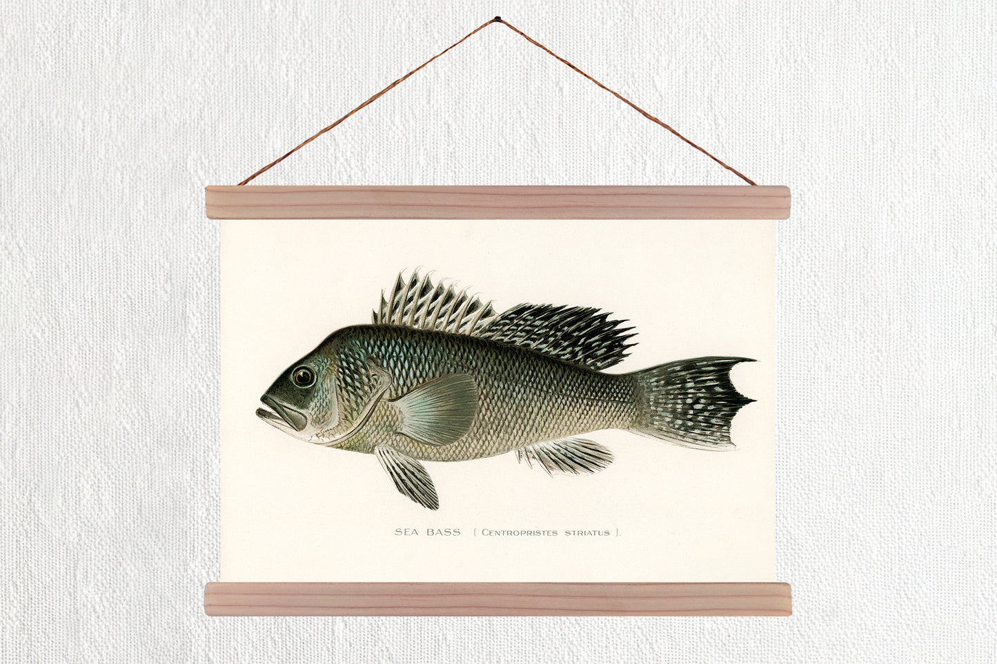 Sea Bass