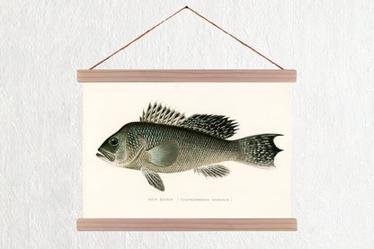 Sea Bass