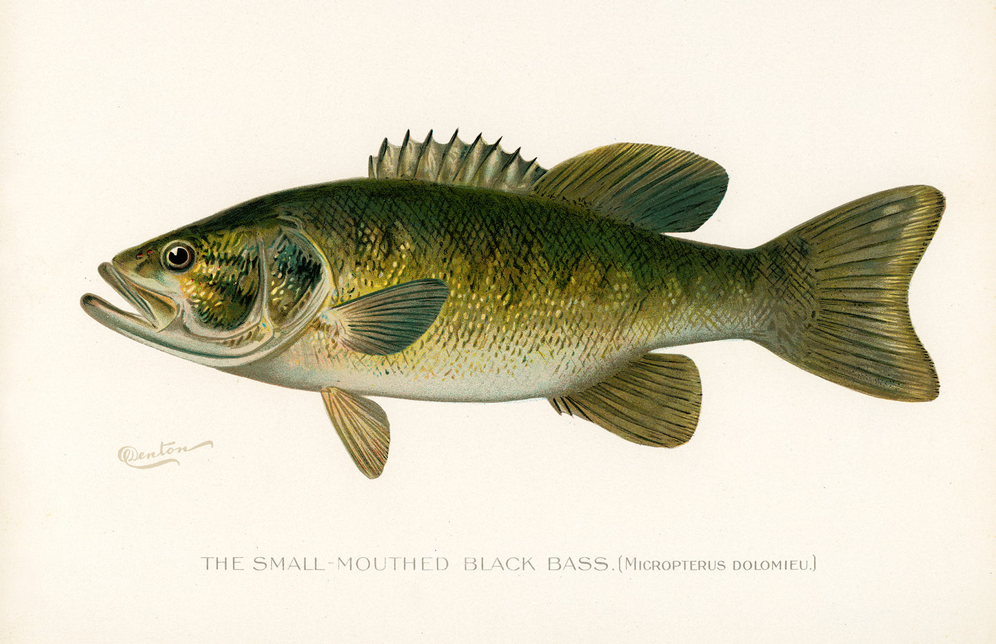 Small Mouth Black Bass