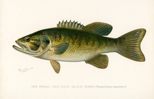 Small Mouth Black Bass