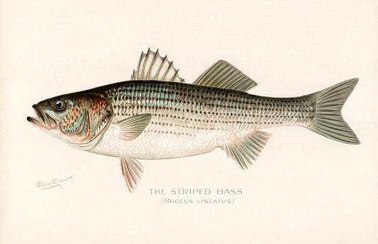 Striped Bass