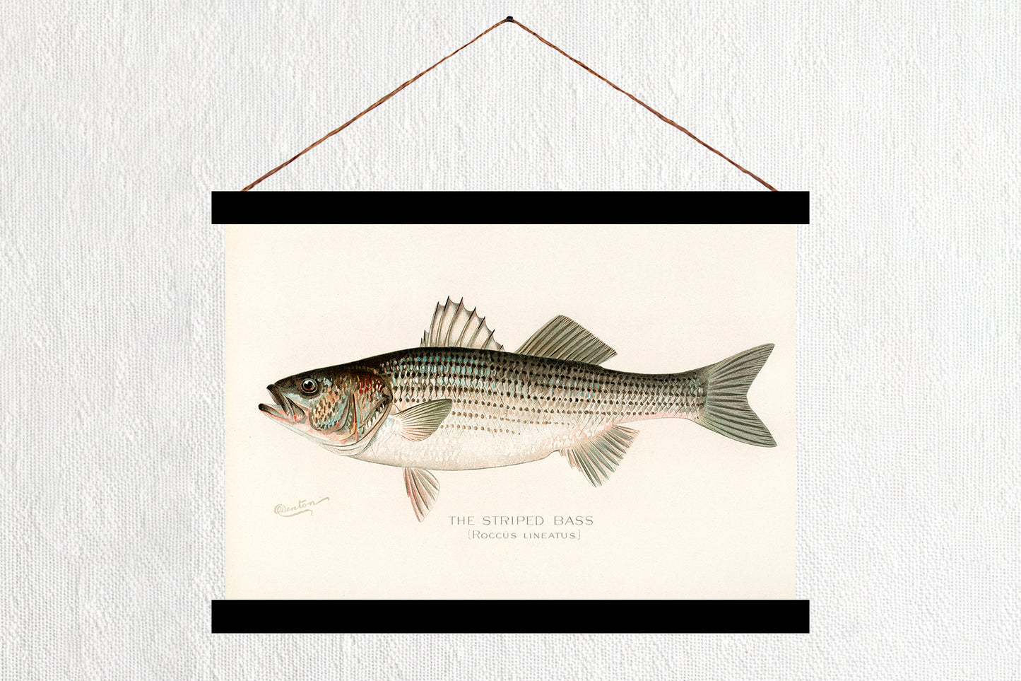 Striped Bass