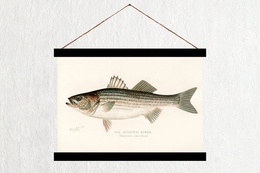 Striped Bass