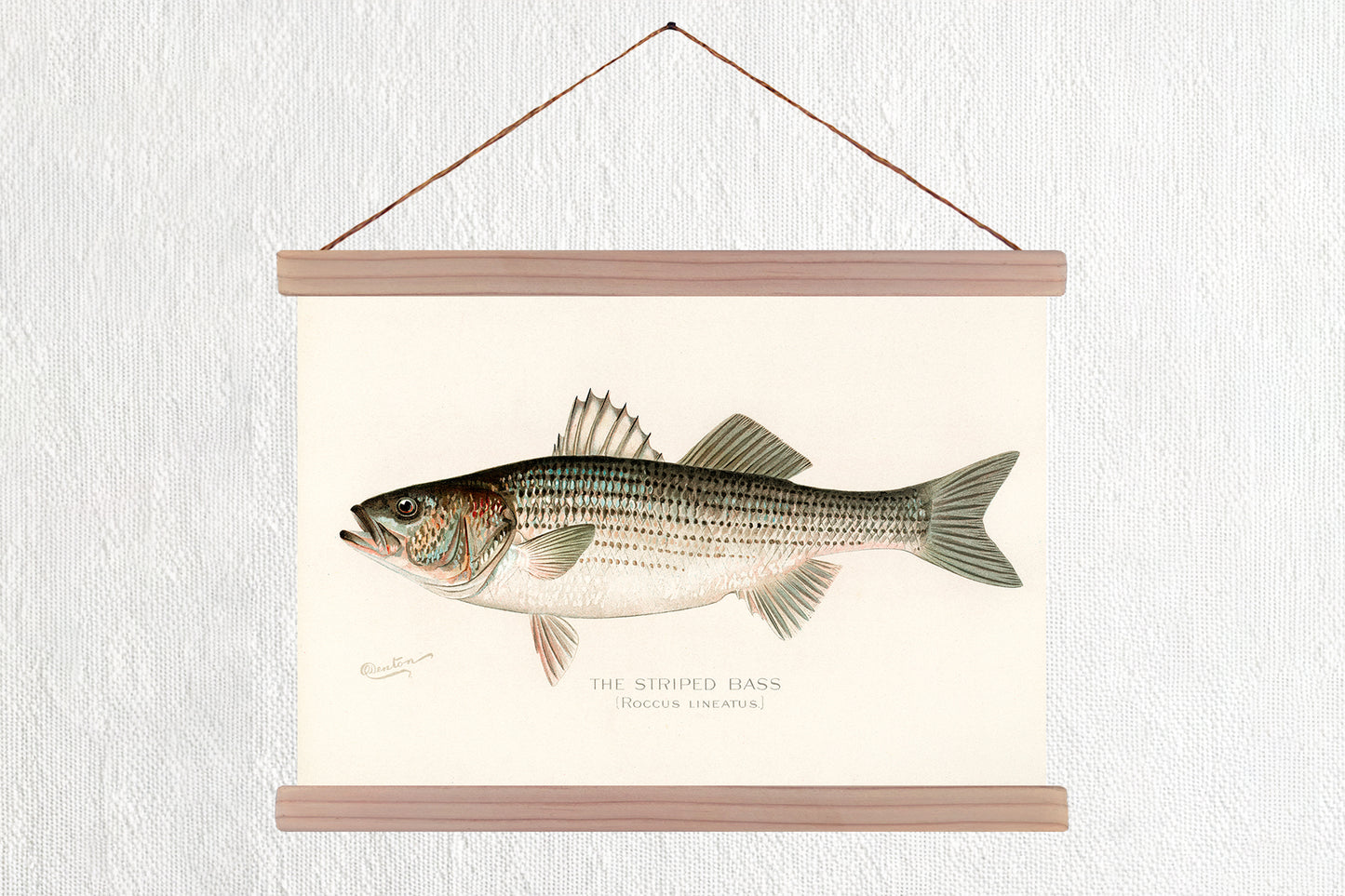 Striped Bass