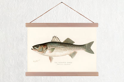 Striped Bass