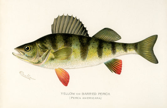 Yellow Perch