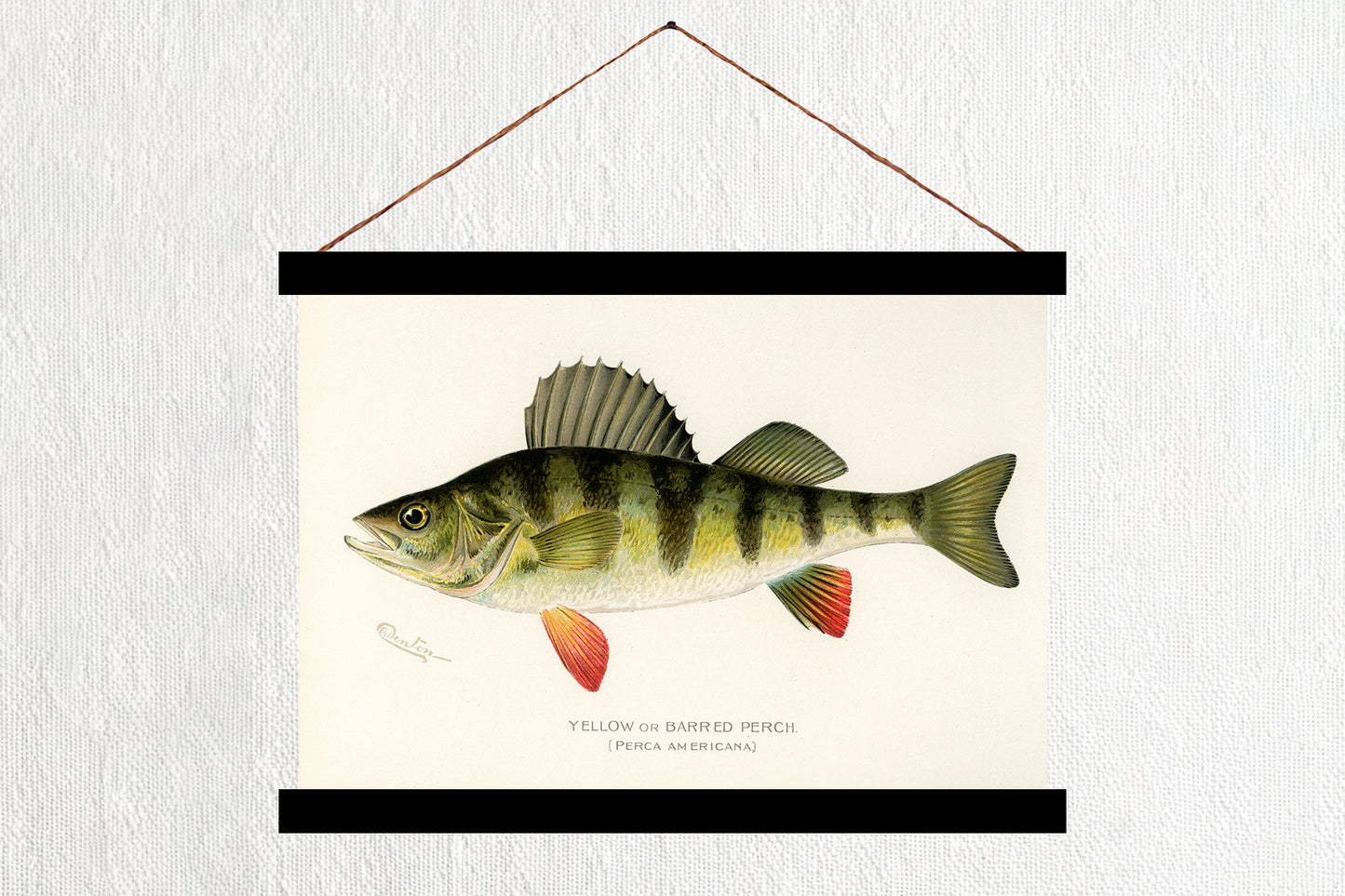 Yellow Perch