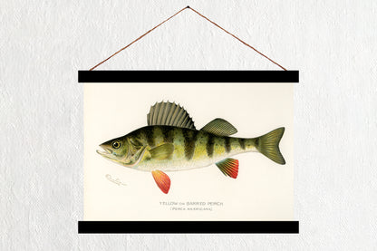 Yellow Perch