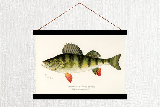 Yellow Perch