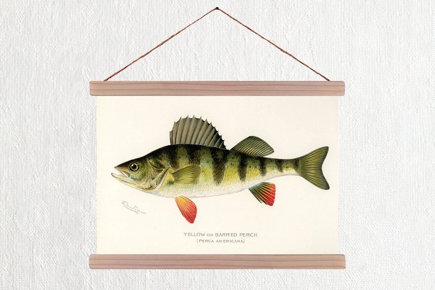 Yellow Perch