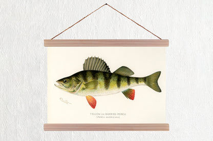 Yellow Perch