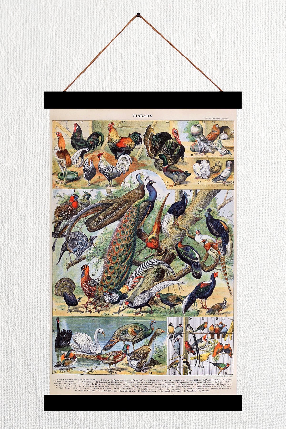 Oiseaux