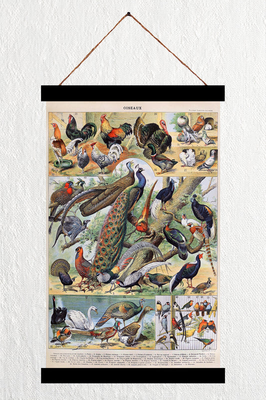 Oiseaux