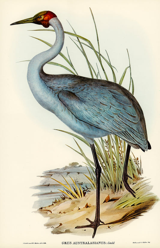 Australian Crane