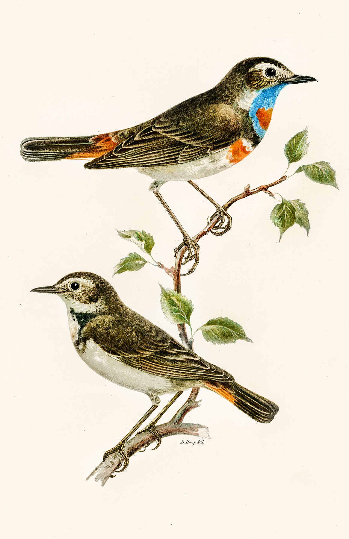 Bluethroat
