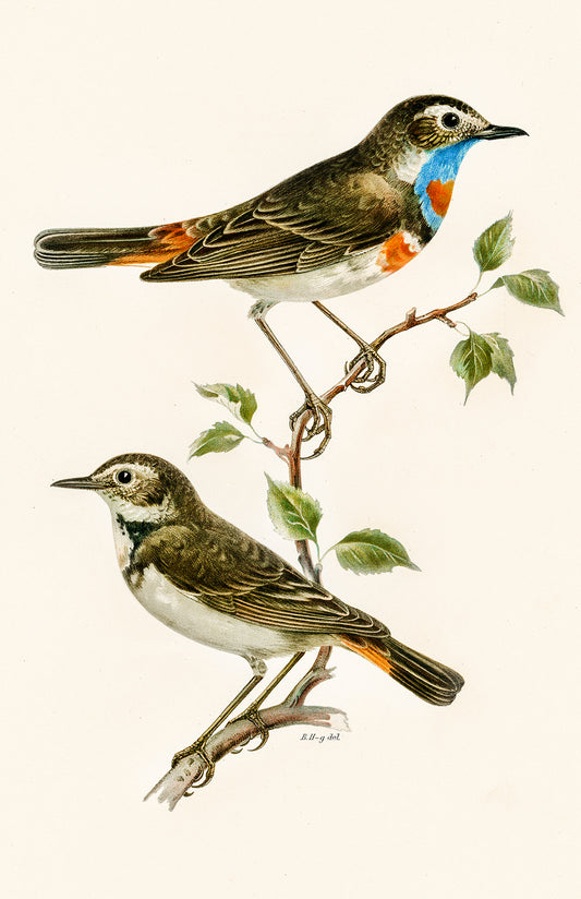 Bluethroat